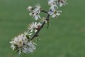 arbre  fruitier 